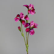 Fuksziaszínű, mű írisz virág.