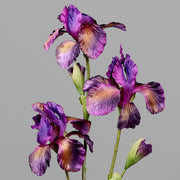 Lila színű, mű írisz virág.