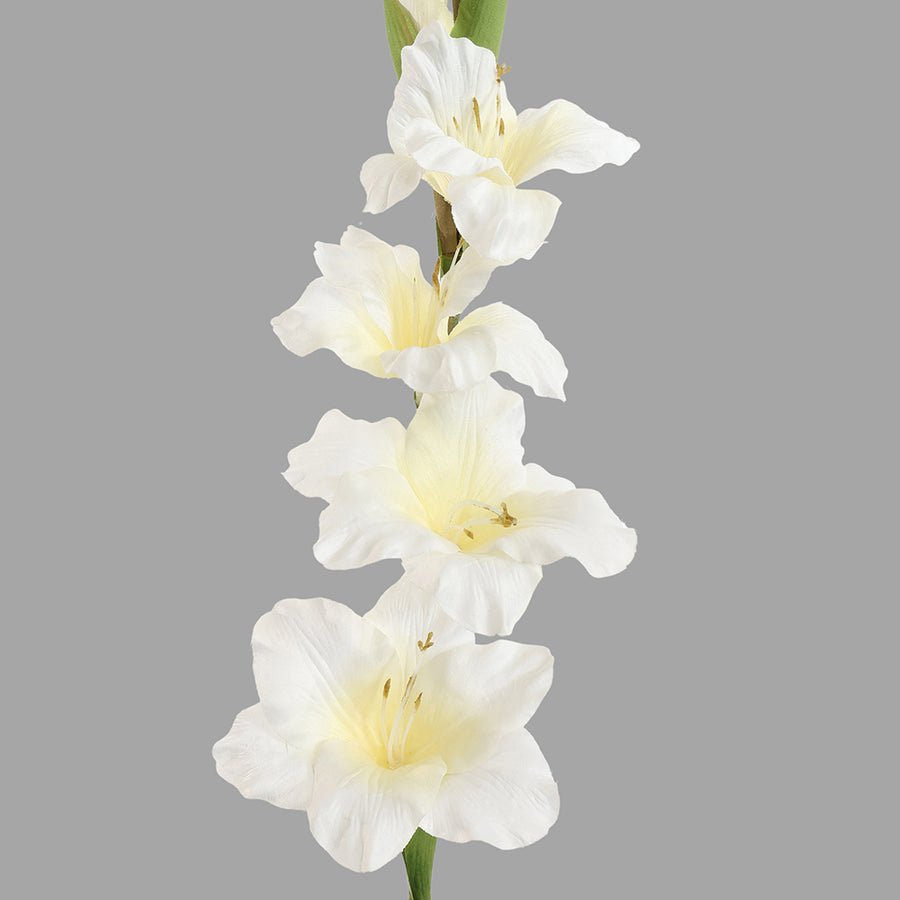 Krémszínű, mű kardvirág.