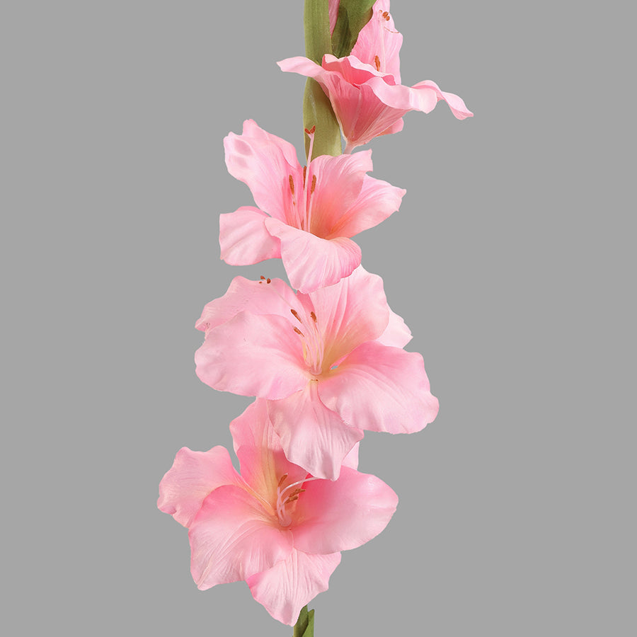 Rózsaszín színű, mű kardvirág.