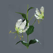 Krémszínű koronásliliom művirág.