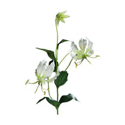 Krémszínű koronásliliom művirág.