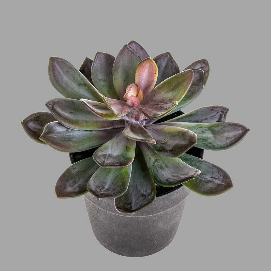 Kövirózsa műnövény cserépben Ø 22 x 20 cm lilászöld "Succulent"