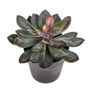 Kövirózsa műnövény cserépben Ø 22 x 20 cm lilászöld "Succulent"