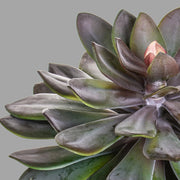 Lilászöld színű, vastag levélzettel kialakított mű kövirózsa, fekete színű műanyag cserépben.