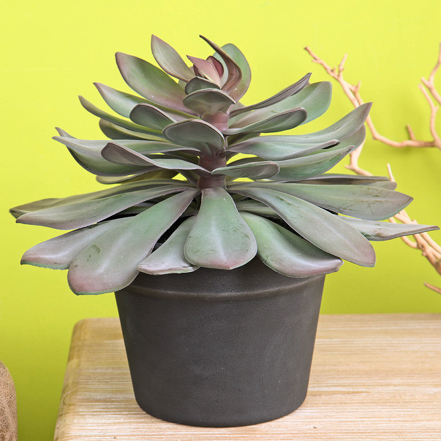 Lilászöld színű, vastag levélzettel kialakított mű kövirózsa, fekete színű műanyag cserépben.