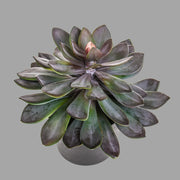 Lilászöld színű, vastag levélzettel kialakított mű kövirózsa, fekete színű műanyag cserépben.