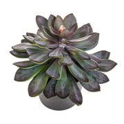 Lilászöld színű, vastag levélzettel kialakított mű kövirózsa, fekete színű műanyag cserépben.