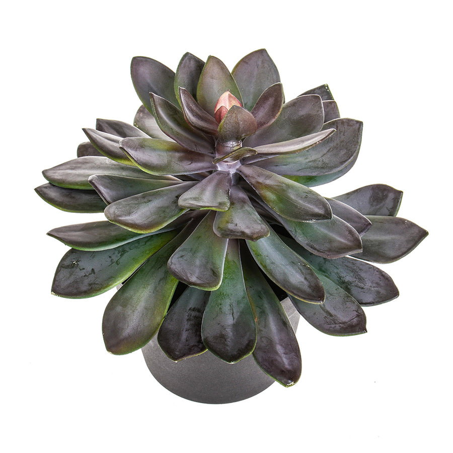 Lilászöld színű, vastag levélzettel kialakított mű kövirózsa, fekete színű műanyag cserépben.