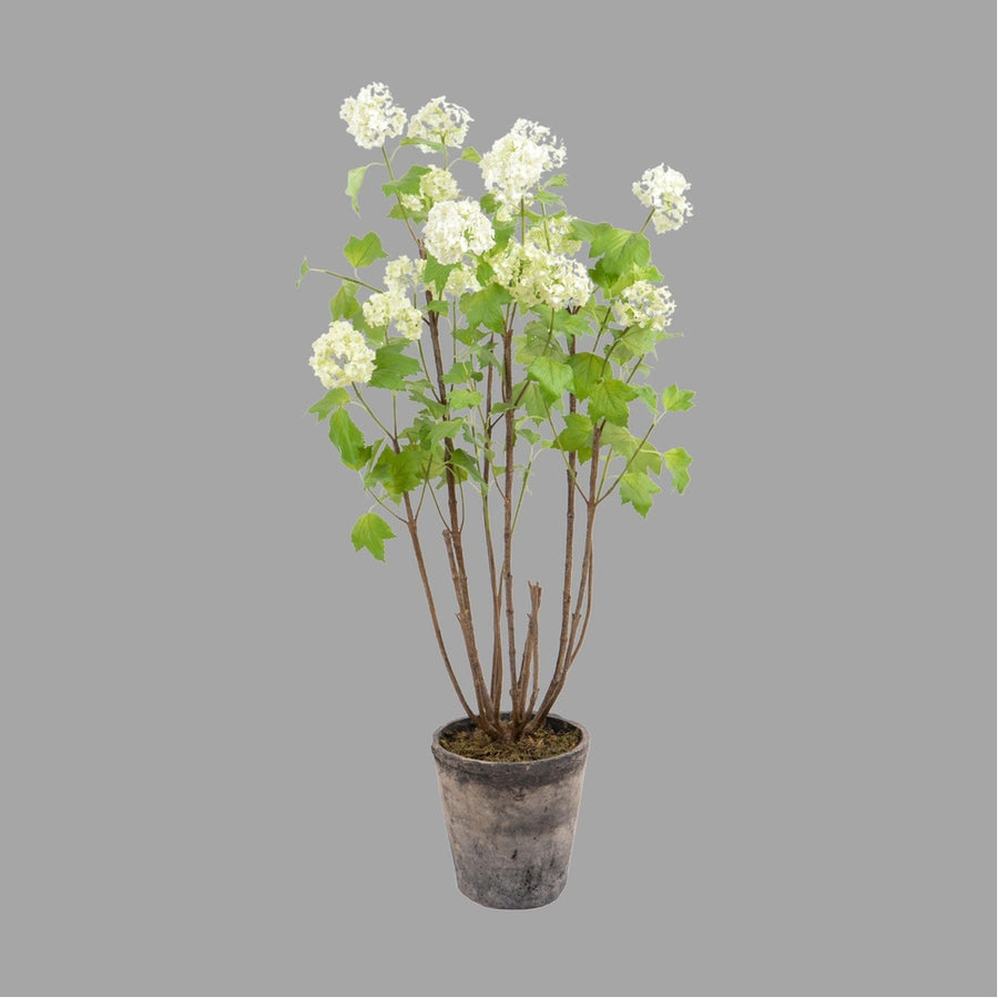 Krémszínű mű labdarózsa bokor, antikolt felületű kerámia kaspóban.