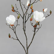 Krémszínű magnólia művirág, nyílt, bimbós és rügyező virágokkal.