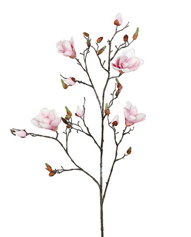 Halvány rózsaszín színű magnólia művirág, nyílt, bimbós és rügyező virágokkal.