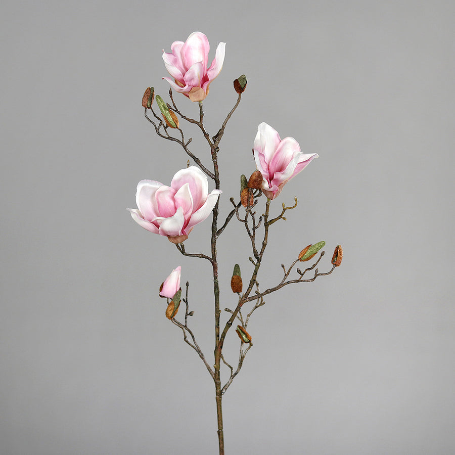 Halvány rózsaszín színű magnólia művirág, nyílt, bimbós és rügyező virágokkal.