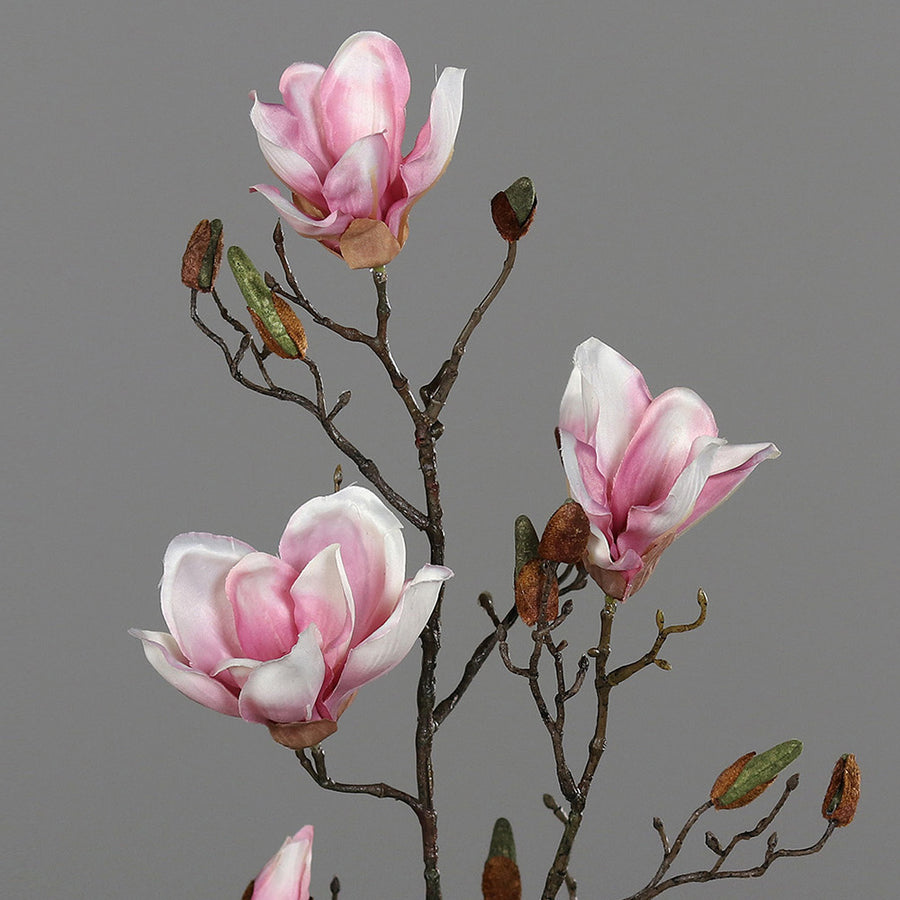 Halvány rózsaszín színű magnólia művirág, nyílt, bimbós és rügyező virágokkal.