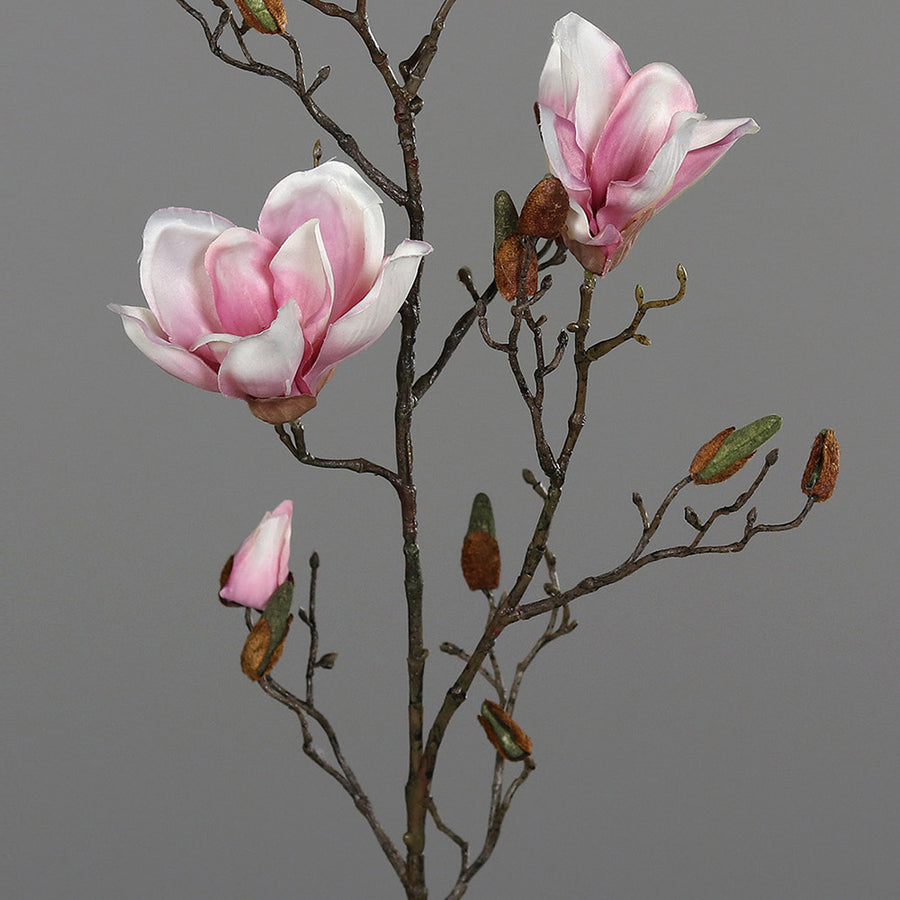 Halvány rózsaszín színű magnólia művirág, nyílt, bimbós és rügyező virágokkal.