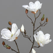 Krémszínű magnólia művirág, nyílt, bimbós és rügyező virágokkal.