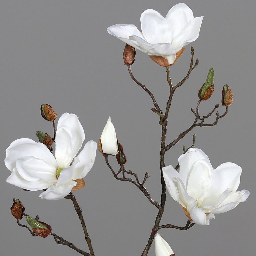 Krémszínű magnólia művirág, nyílt, bimbós és rügyező virágokkal.