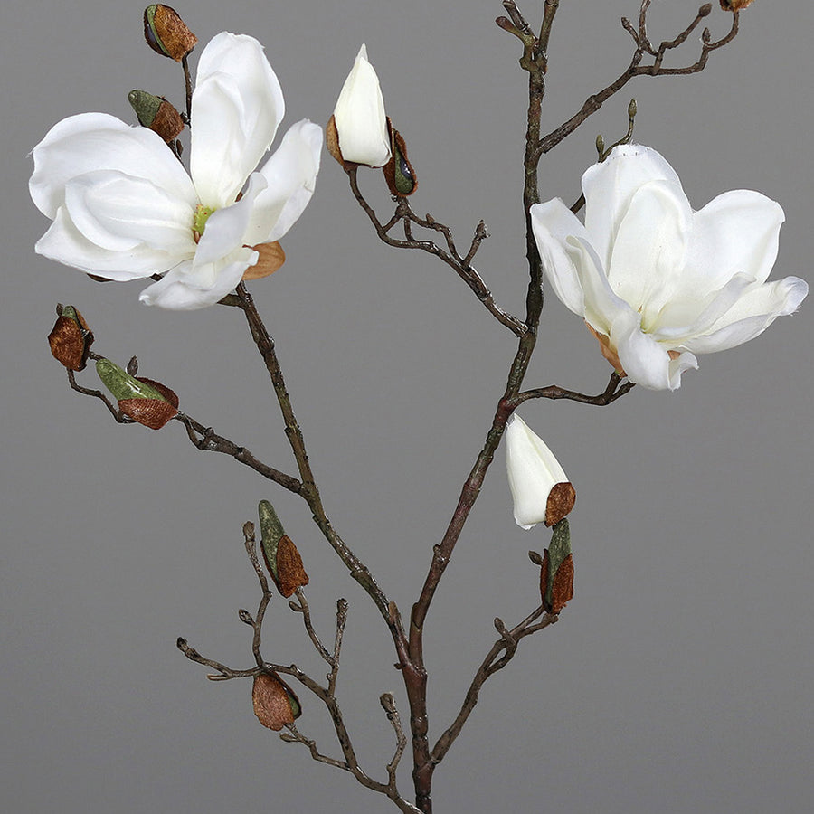 Krémszínű magnólia művirág, nyílt, bimbós és rügyező virágokkal.