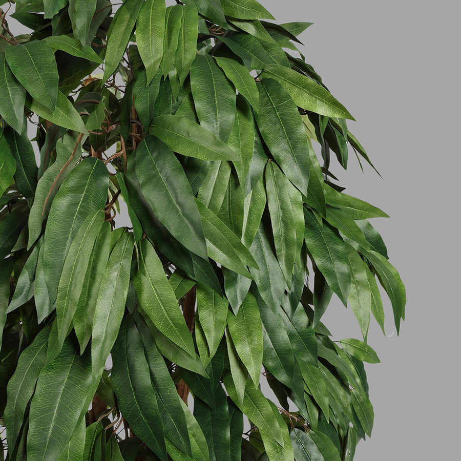 Cserepes mangófa műnövény.