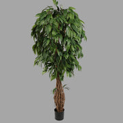 Cserepes mangófa műnövény.