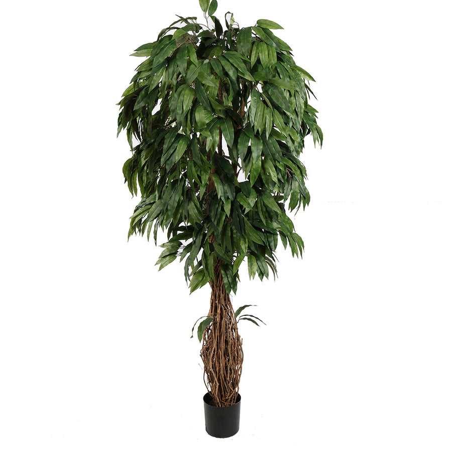 Cserepes mangófa műnövény.