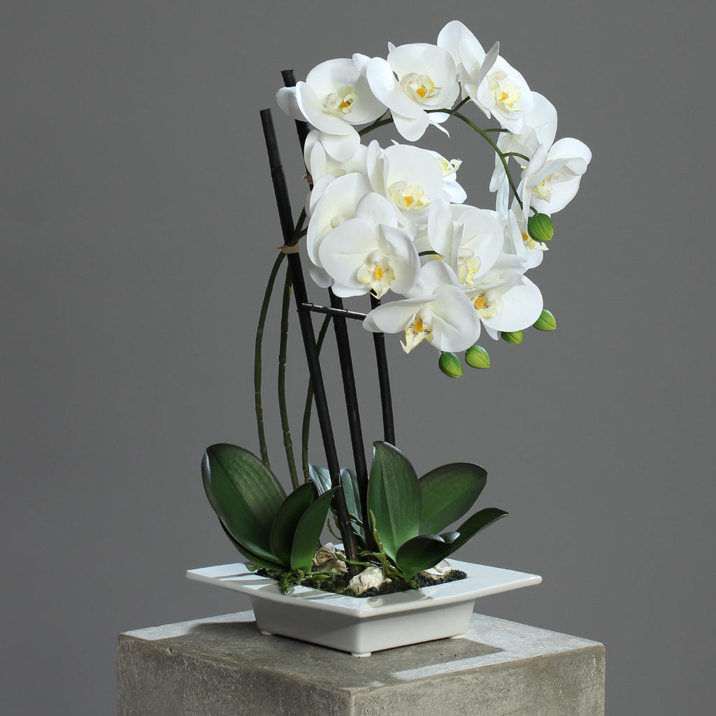 Fehér színű mű orchidea, négyzet alakú lapos kerámia kaspóban.