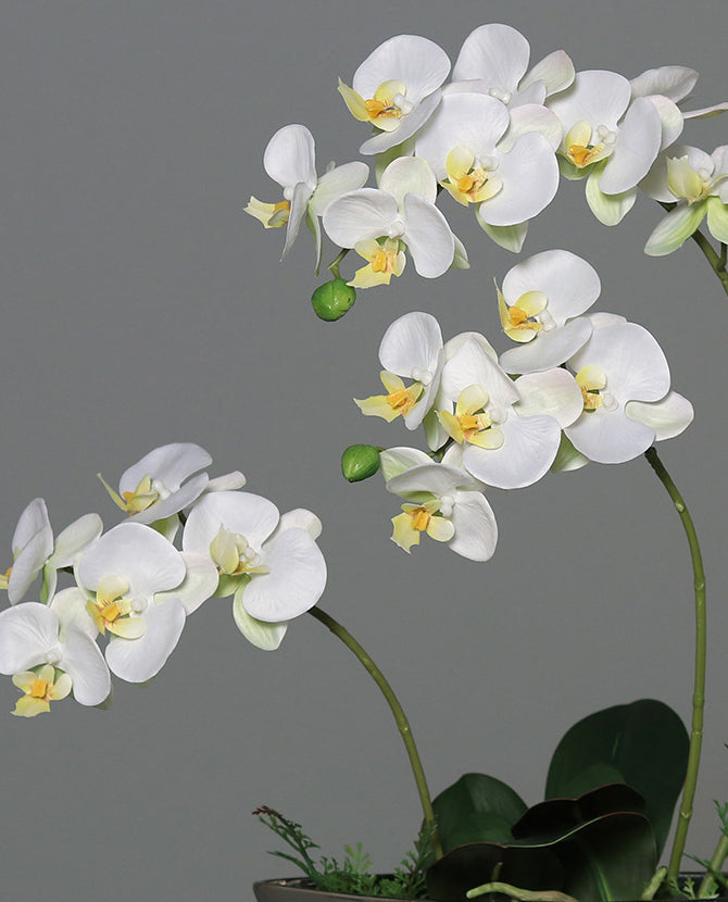 Krémszínű mű orchidea, ezüstszínű kerámia kaspóban.