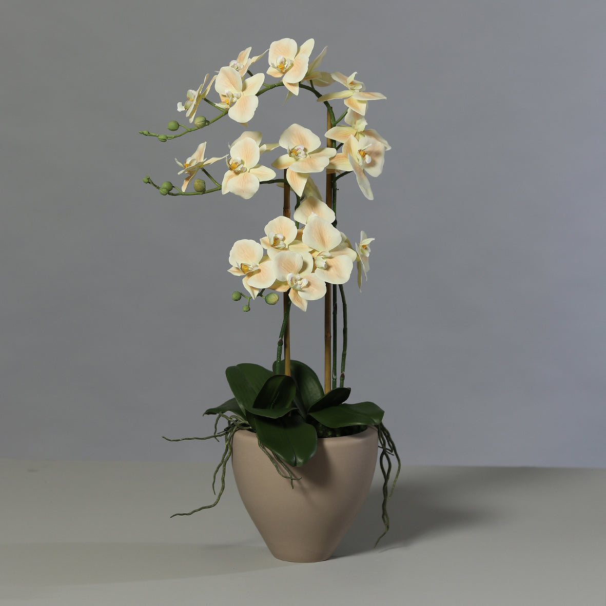Púderszínű mű orchidea, világosbarna kerámia kaspóban.