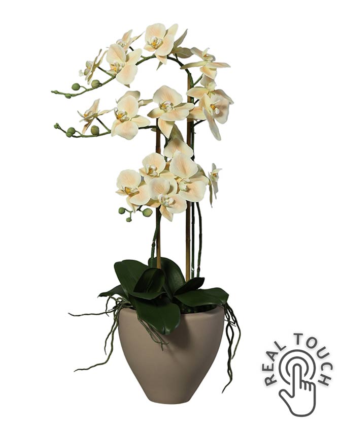 Púderszínű mű orchidea, világosbarna kerámia kaspóban.