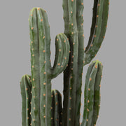 Zöld színű, mesterséges San Pedro kaktusz, fekete műanyag cserépben.