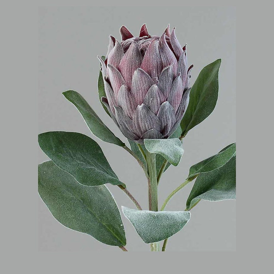 Bársonyos tapintású, lila színű, szálas mű protea virág.