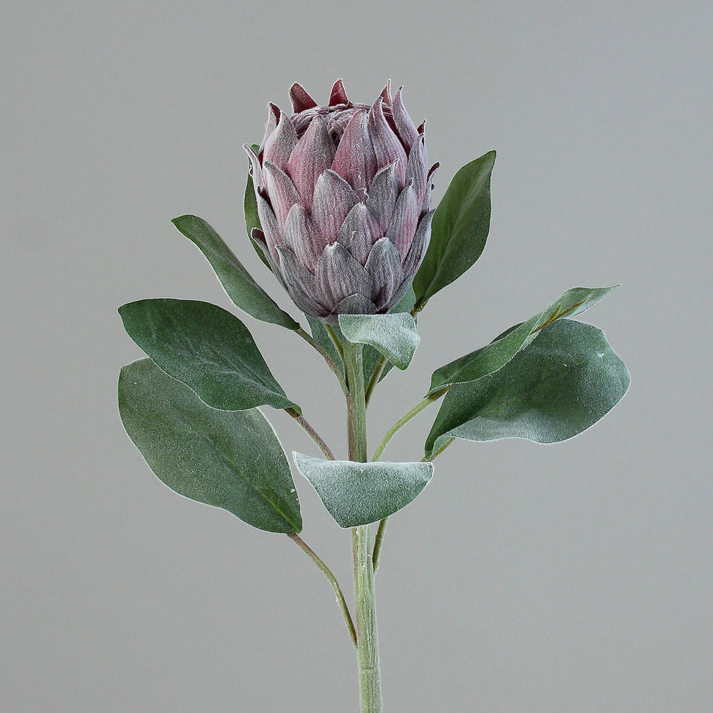 Bársonyos tapintású, lila színű, szálas mű protea virág.