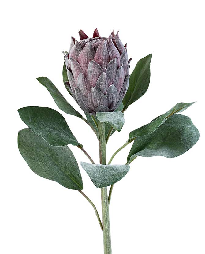 Bársonyos tapintású, lila színű, szálas mű protea virág.
