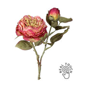 Szárított megjelenésű,, fáradt pink színű mű rózsaszál.