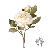 Szárított megjelenésű,, fáradt krém színű mű rózsaszál.