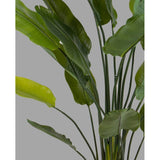 strelitzia műnövény