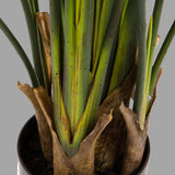 strelitzia műnövény
