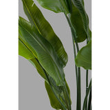 strelitzia műnövény