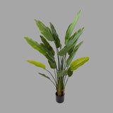 strelitzia műnövény