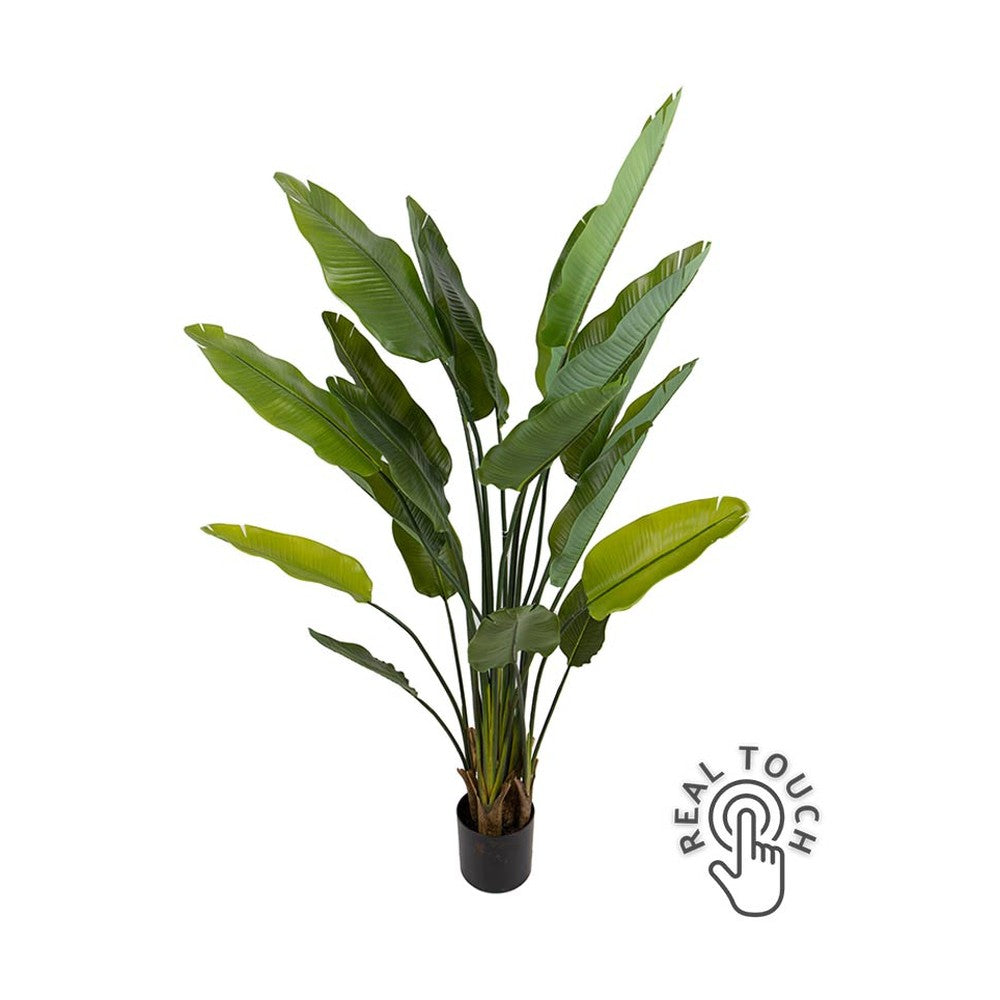 Strelitzia műnövény.