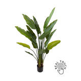 Strelitzia műnövény.