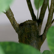 Vadkakaó fa műnövény, fekete színű műanyag cserépben.