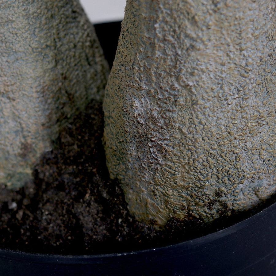 Vadkakaó fa műnövény, fekete színű műanyag cserépben.