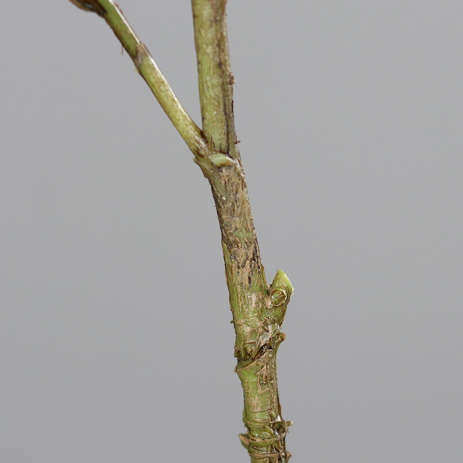 Virágzó mű cseresznyefa ág, halvány rózsaszín színű nyílt és bimbós virágokkal .