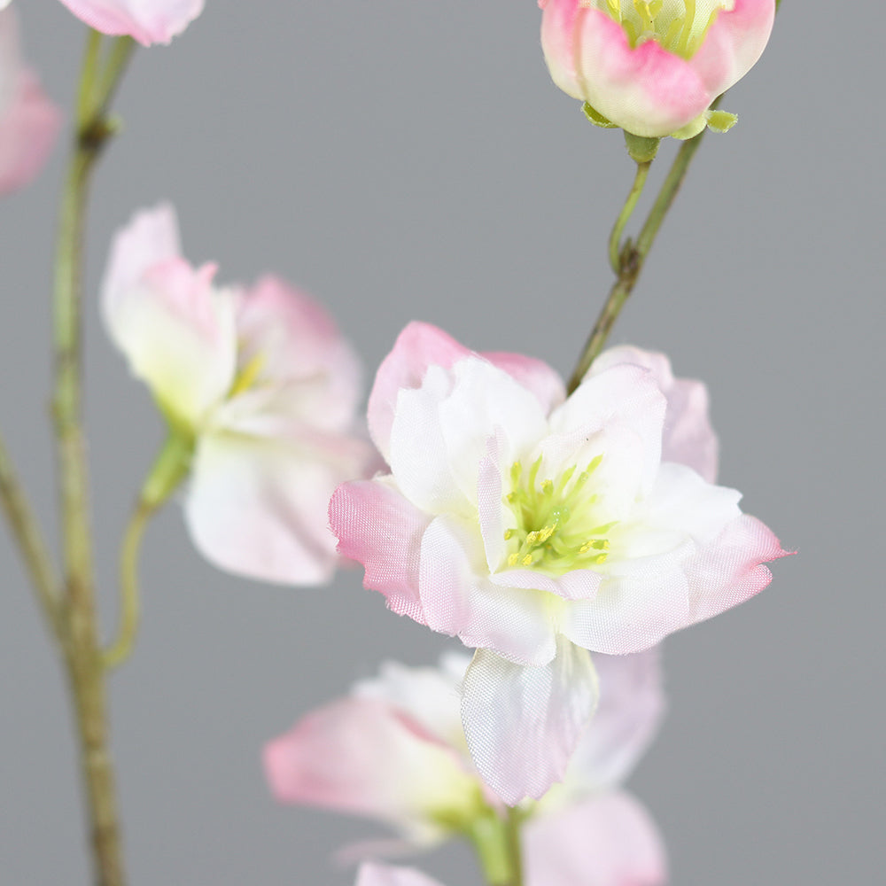Virágzó mű cseresznyefa ág, halvány rózsaszín színű nyílt és bimbós virágokkal .
