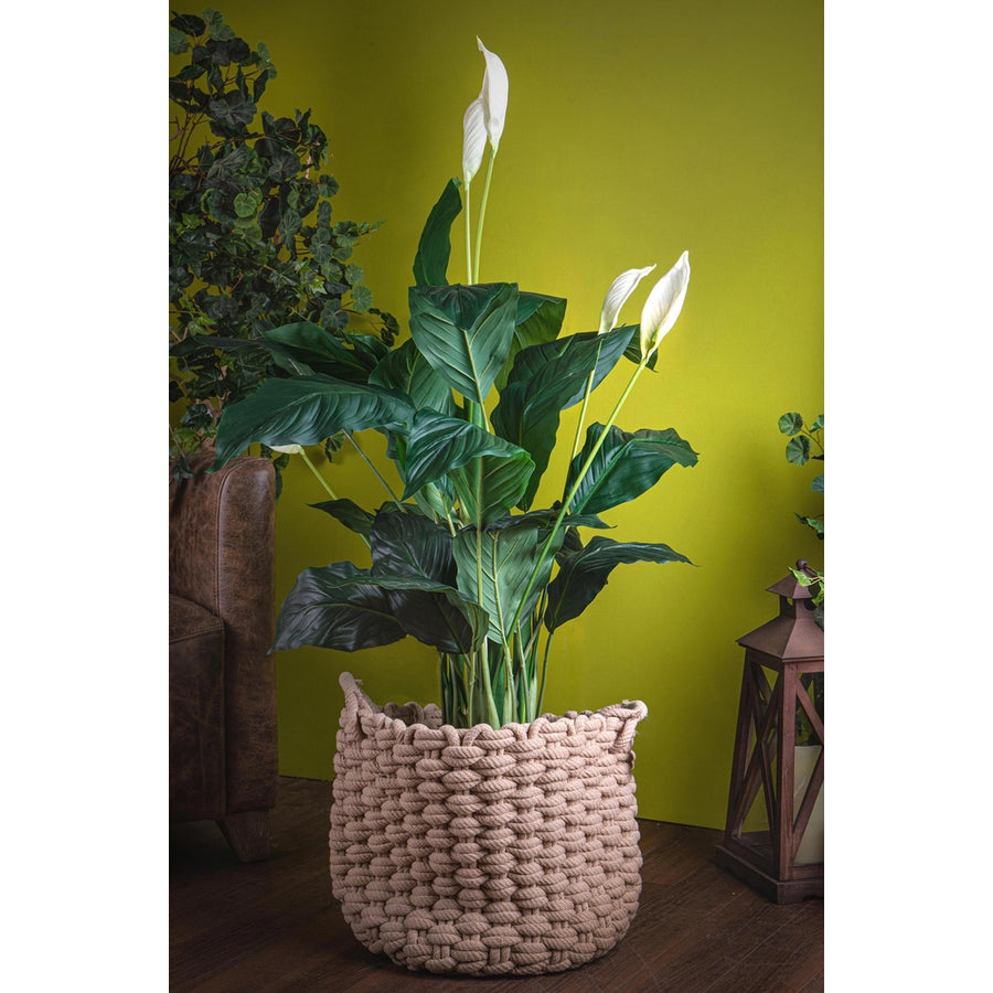 Krémszínű mű vitorlavirág, fekete műanyag cserépben.