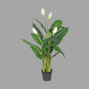 Krémszínű mű vitorlavirág, fekete műanyag cserépben.