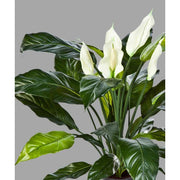 Krémszínű mű vitorlavirág, fekete műanyag cserépben.