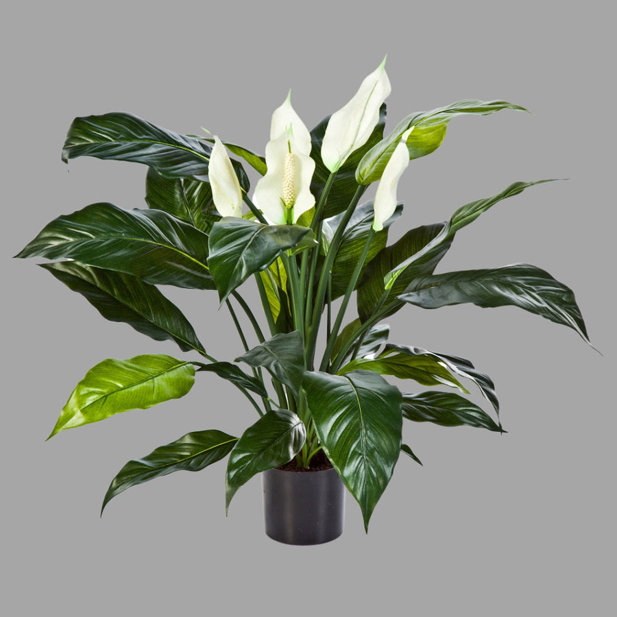 Krémszínű mű vitorlavirág, fekete műanyag cserépben.