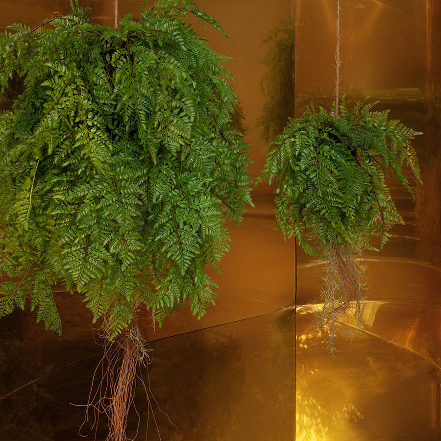 Függeszthető kialakítású, páfránylabda műnövény.